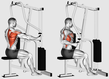 Devrions-nous nous concentrer sur les lignes ou les tractions pour un meilleur entraînement du dos ?